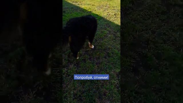 Булка играет #bernesemountaindog #бернскийзенненхунд #dog #puppy смотреть онлайн