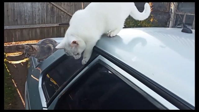 Кошки увидели,что я в машине и тоже хотят. смотреть онлайн