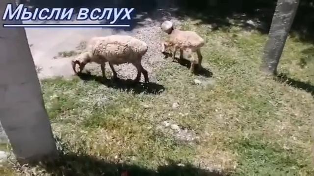 Севка Ад,как хомяк в колесе устал бегать по кругу. В лесу кто-то сдох.День сурка у многих. смотреть онлайн