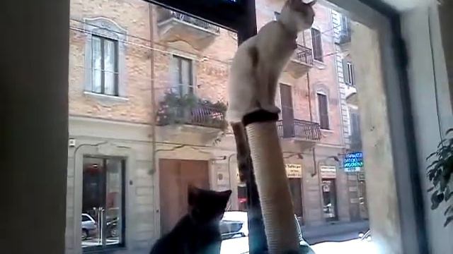 Virtuosismi di Lotte al Neko Café di Torino смотреть онлайн