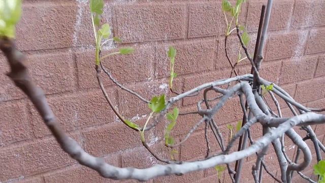 Инжир из семян плодоносит!!! смотреть онлайн