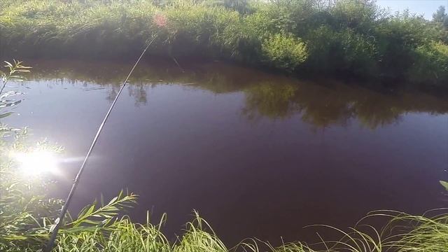 Ловля плотвы на удочку в августе, видео rybachil.ru смотреть онлайн