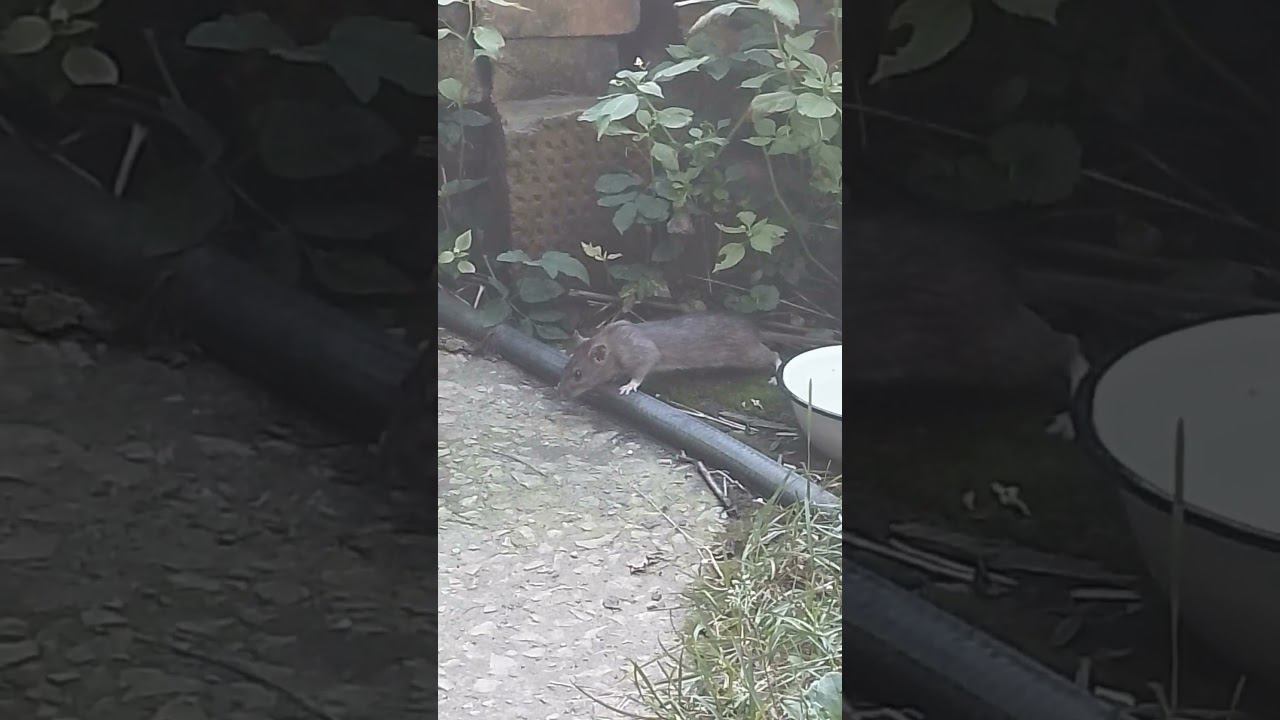 дачная воровка) смотреть онлайн