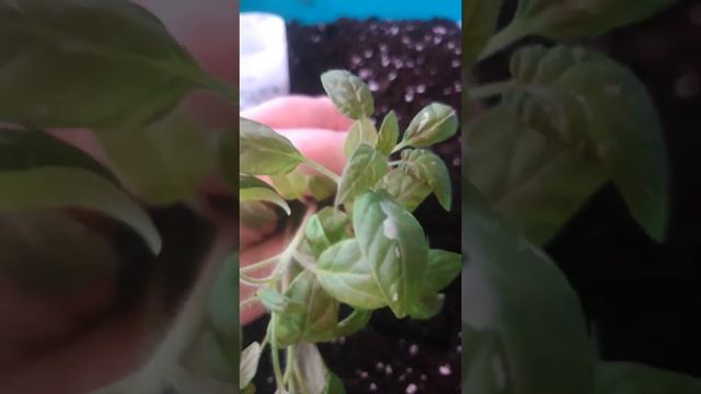 Томат из проекта гном сорт Рисунок леди удивил. смотреть онлайн