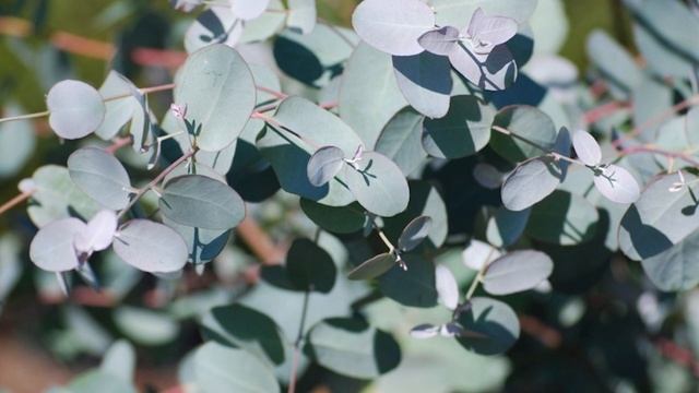 7 растений, которые помогут отпугнуть назойливых комаров смотреть онлайн