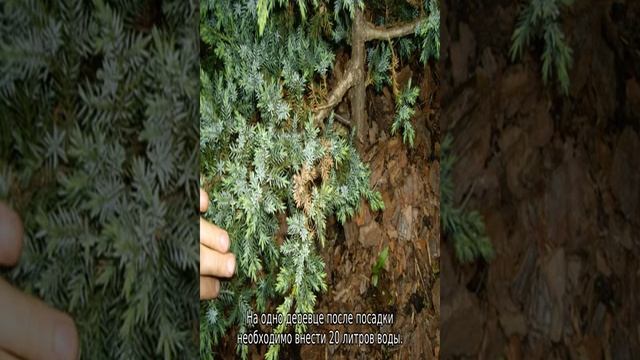 Можжевельник обыкновенный Хиберника: описание и разновидности смотреть онлайн