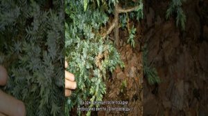 Можжевельник обыкновенный Хиберника: описание и разновидности