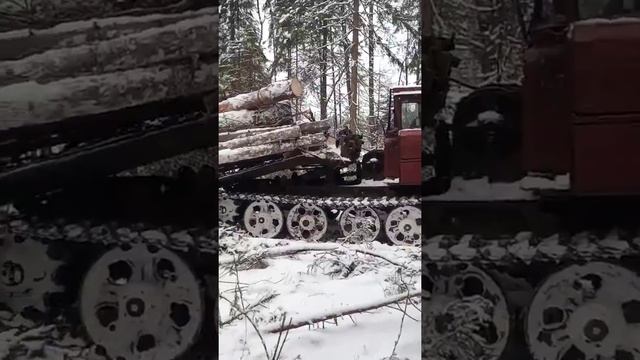Тлт 100 трелевка. лесозаготовка
