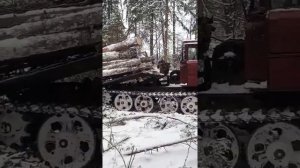 Тлт 100 трелевка. лесозаготовка