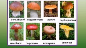 Биология. Тема урока: "Строение грибов. Съедобные и несъедобные. Ядовитые грибы"