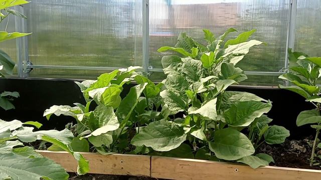 Как правильно формировать баклажаны смотреть онлайн