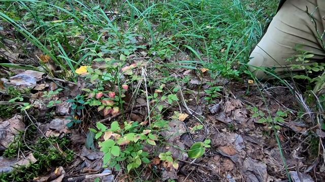 Грибалка 2021/Первые благородные грибы! смотреть онлайн