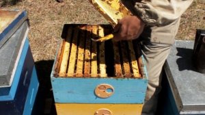 Итальянская порода пчел Ligustica, Подарок от товарища с Италии