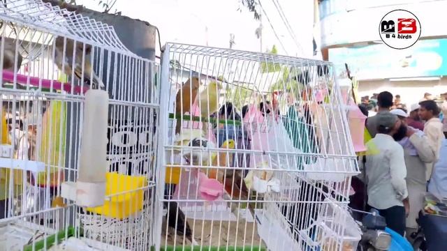 Lalukhait Birds Market Latest 11 December 2022 update ||Lovebirds Java finch ||B4BIRDS смотреть онлайн
