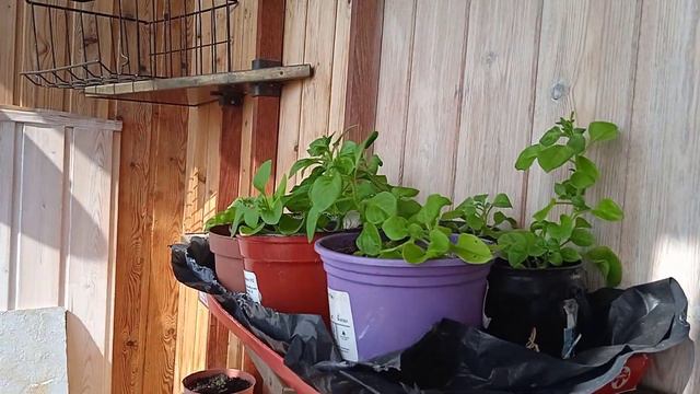 ОБЗОР РАССАДЫ ИЮНЬ. МНОГЛЕТНИКИ. ОГОРОД НА БАЛКОНЕ смотреть онлайн