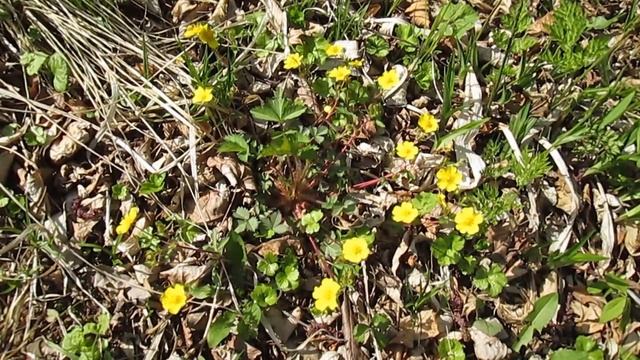 Дача в цвету, май 2019 г. смотреть онлайн