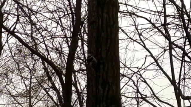 Дятел в Тимирязевском парке)))) смотреть онлайн