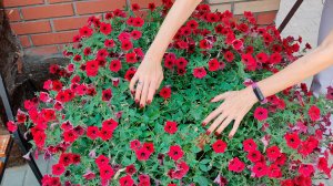 КОГДА И КАК ФОРМИРОВАТЬ АМПЕЛЬНЫЕ ПЕТУНИИ! Как обрезать петунии!