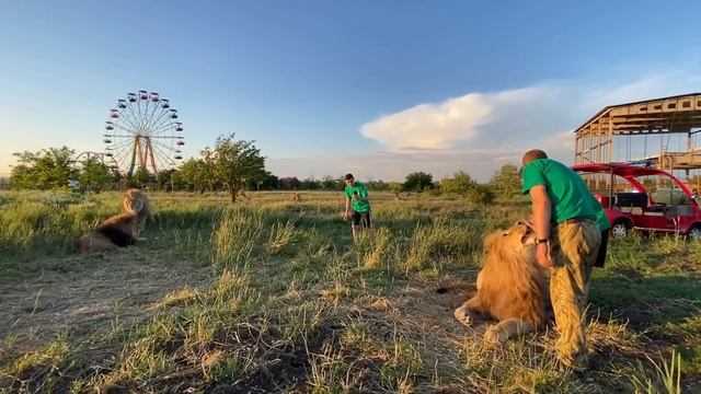 Как ЛЬВЫ ВСТРЕТИЛИ сотрудников зоопарка?!