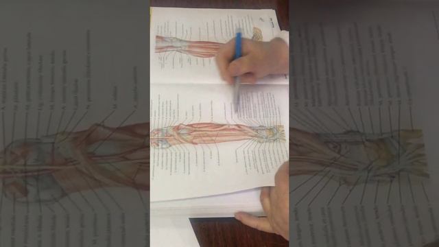 Сосуды нижних конечностей. Подвздошные артерии. смотреть онлайн