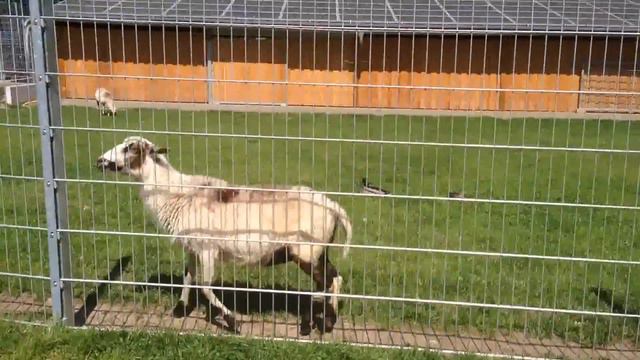 Прогулка по парку, зоопарк смотреть онлайн