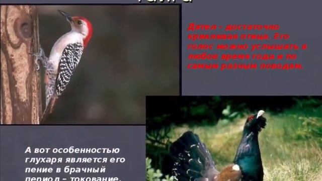 животный мир нашей Родины смотреть онлайн