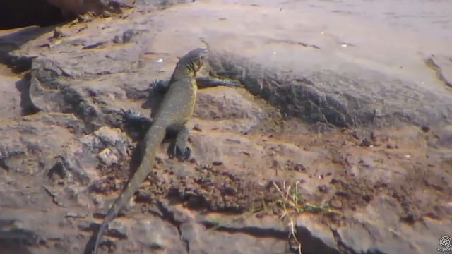 Nile Monitor at Africa Watering Hole cam. 10 July 2017 смотреть онлайн