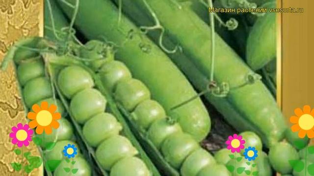 Горох овощной Афилла. Краткий обзор, описание характеристик, где купить семена Afilla смотреть онлайн