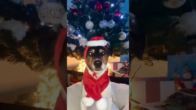 Пусть будет все круто и клёво в году 2000 - новом 🎄🐶👍 смотреть онлайн