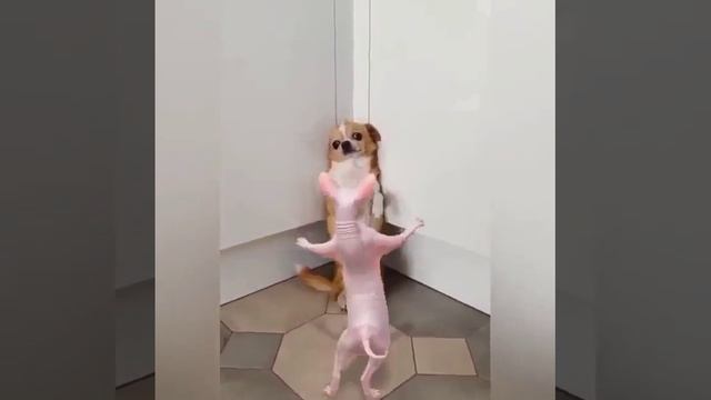 котег.mp4 смотреть онлайн