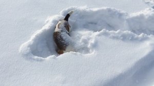 Кротопес