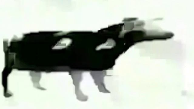 перевод ??? польской коровы