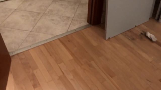 VLOG: Ремонт/ Разобрали шкаф / Таффи в панике! ВЕЛЬШ КОРГИ смотреть онлайн