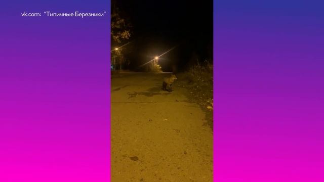 Лиса в городе смотреть онлайн