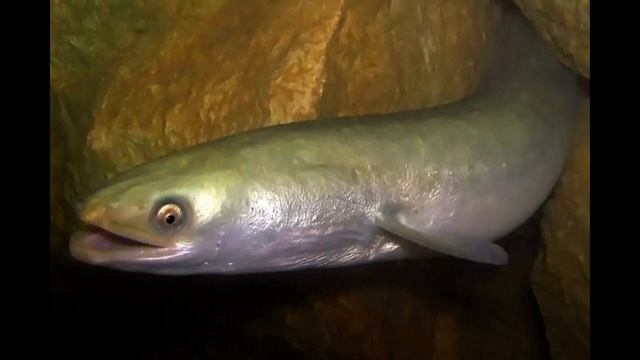 Угреобразные смотреть онлайн