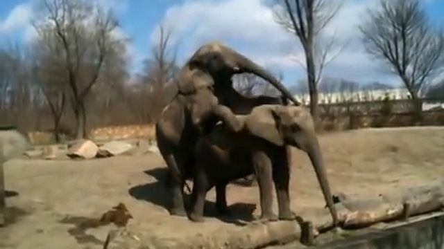 Варшавский зоопарк Warsaw Zoo смотреть онлайн