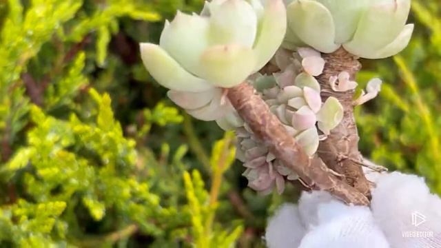Echeveria Japanese Fanta смотреть онлайн