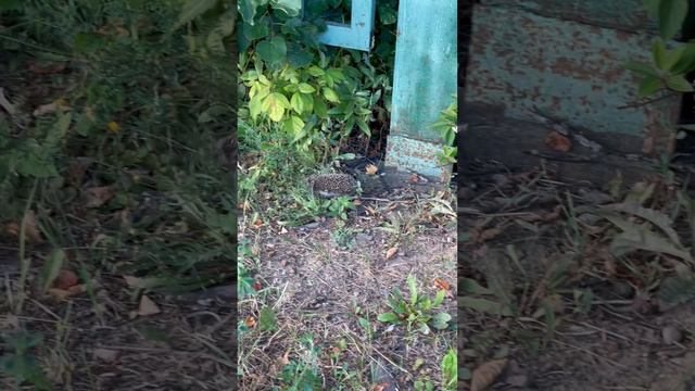 ЁЖИКИ У СТАДИОНА!🦔🦔 смотреть онлайн