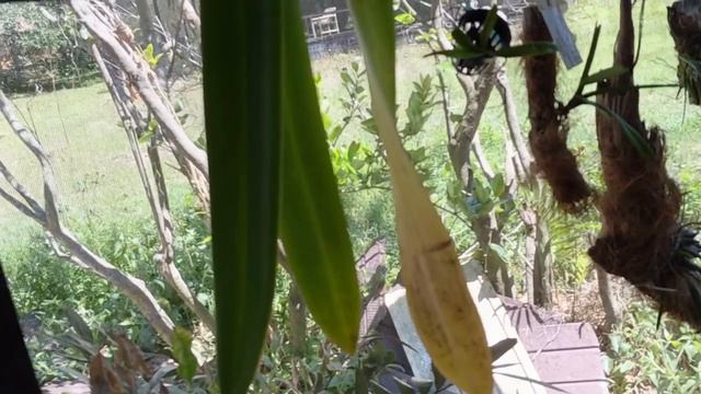 Phrag Help! Bulbophyllum Phalaenopsis, Tolumnia