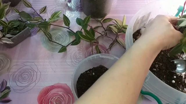 Мужчина забрал взрослые Традесканции, начинаю все с нуля?Филодендрон?Сингониум?Гинура?Размножение смотреть онлайн