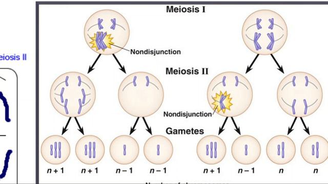 Mutation Part- 3-Aneuploidy- explanation in Malayalam смотреть онлайн