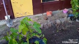 Выбор места и посадка инжира