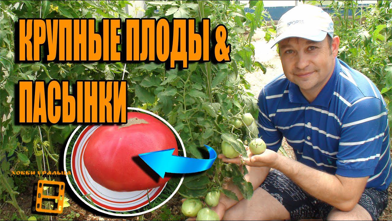 СУПЕР КРУПНЫЕ ТОМАТЫ. УМНОЕ ПАСЫНКОВАНИЕ ПОМИДОРОВ. САД (ОГОРОД) И ТЕПЛИЦА смотреть онлайн