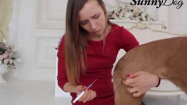 Как сделать укол собаке внутримышечно? смотреть онлайн