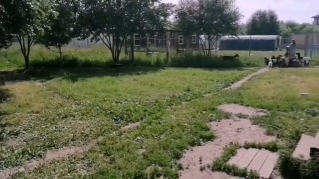 Питомник Козы-Гномы. ????????? смотреть онлайн