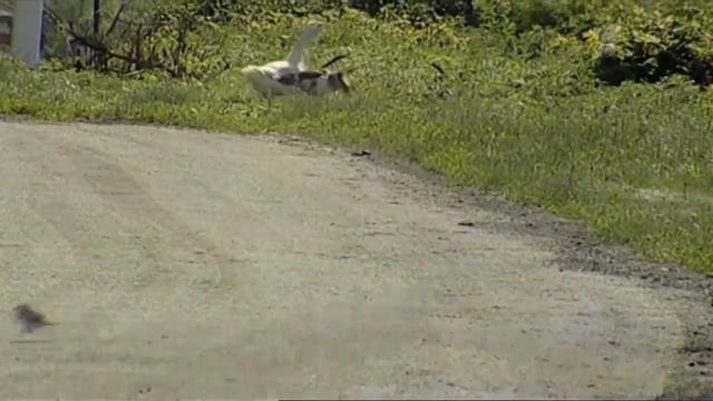 Играй, гармонь! | Наталья Соловьёва (г. Новосибирск) Сквозь окошко... смотреть онлайн