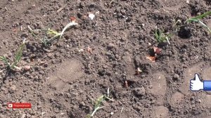 Взошел Горох. Садим Лук тыканку. Обычный метод посадить лук севок весной