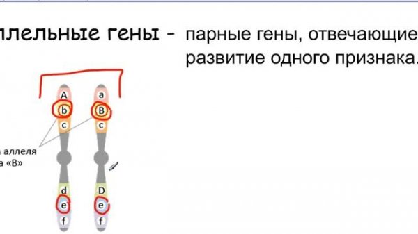 Основные понятия генетики