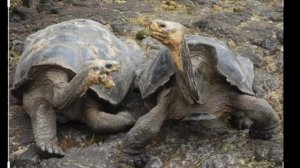 Слоновая, или Галапагосская черепаха