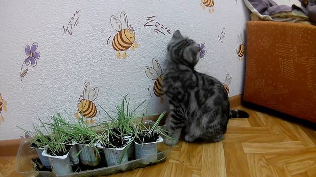 Шоооок!!Покупал 🐈 котенка а вырос ТЕЛЕНОК!!! смотреть онлайн
